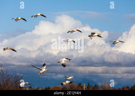 Sechs Schneegänse auf ihrem letzten Gleiten zur Landung Spot in Garry Park Steveston British Columbia Kanada Stockfoto