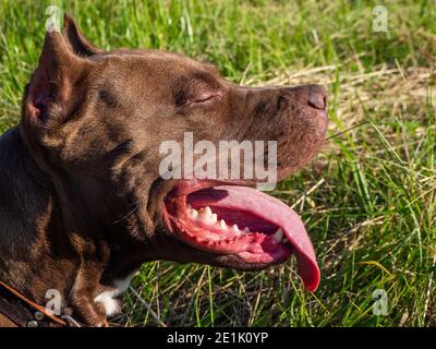 Schokoladenfarbener Pitbull auf grünem Gras Hintergrund Stockfoto