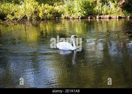 Im Juni kommt der Höckerschwan eines Erwachsenen an einem englischen Fluss entlang Stockfoto