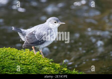 American Dipper, Single juvenile standing near Water, Savegre, Costa Rica, 30. April 2011 Stockfoto