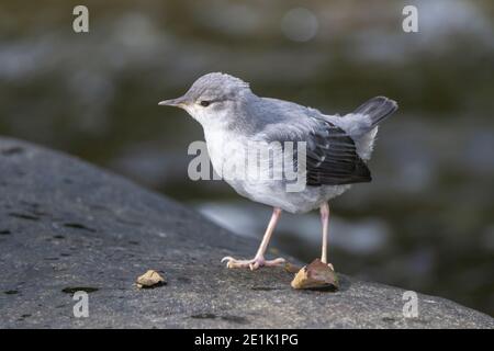 American Dipper, Single juvenile standing near Water, Savegre, Costa Rica, 30. April 2011 Stockfoto