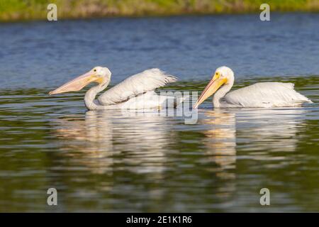 American White Pelican, Herde von Erwachsenen Fischerei auf dem Wasser, Everglades, Florida, USA Stockfoto