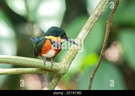 American Pygmy Kingfisher, Single adult thront auf Zweig, Costa Rica, 28. März 2019 Stockfoto