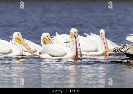 American White Pelican, Herde von Erwachsenen Fischerei auf dem Wasser, Everglades, Florida, USA Stockfoto