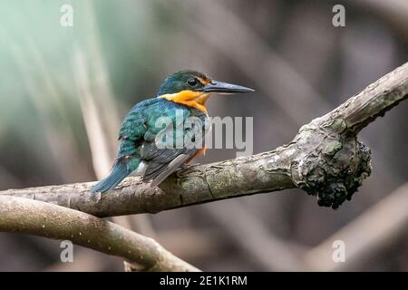 American Pygmy Kingfisher, Erwachsener auf Zweig, Trinidad, Trinidad und Tobago, 28. Juli 2006 Stockfoto