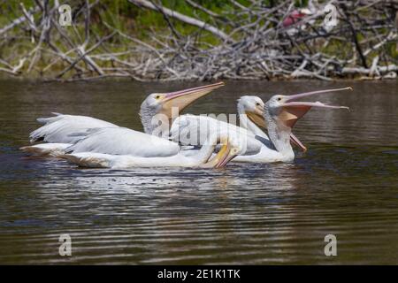 American White Pelican, Herde von Erwachsenen Fischerei auf dem Wasser, Everglades, Florida, USA Stockfoto