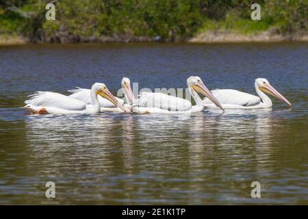 American White Pelican, Herde von Erwachsenen Fischerei auf dem Wasser, Everglades, Florida, USA Stockfoto