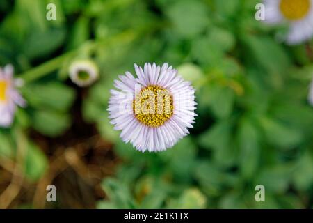 Single Flieder Seaside Aster (oder Seaside Daisy) Der Hintergrund ist nicht fokussiert Stockfoto