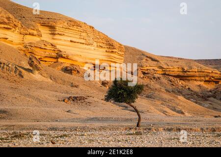 Buraydah, Saudi-Arabien. Januar 2021. Landschaft während der 5. Etappe der Dakar 2021 zwischen Riad und Buraydah, in Saudi-Arabien am 7. Januar 2021 - Foto Florent Gooden/DPPI/LM Credit: Gruppo Editoriale LiveMedia/Alamy Live News Stockfoto