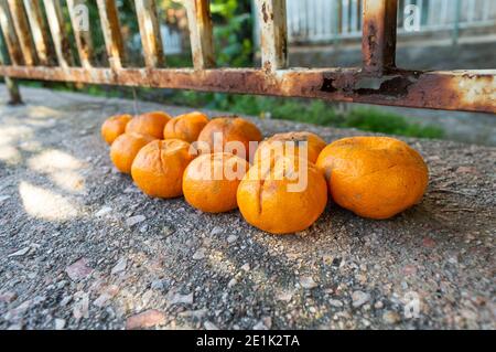 Orangen beschädigt an sonnigen Tag in Athen Stockfoto