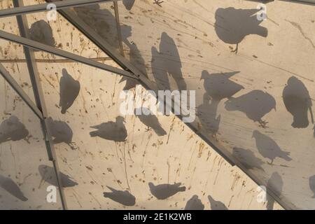 Santiago, Metropolitana, Chile. Januar 2021. Der Schatten einiger Tauben auf dem Dach eines Sonnenschutzes, auf der Plaza de Armas. Quelle: Matias Basualdo/ZUMA Wire/Alamy Live News Stockfoto