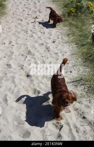 Cavalier King Charles Spaniel läuft auf Sand Stockfoto