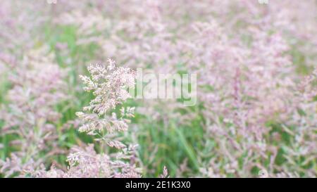 Weichzeichnen. Üppige Wildgrasspikelets aus der Nähe auf einer grünen Wiese. Hintergrund. Selektiver Fokus. Weicher, luftiger Hintergrund. Stockfoto