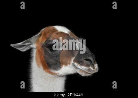 Schöne Lama oder Alpaka Porträt isoliert auf schwarzem Hintergrund. Zoo Tiere Stockfoto