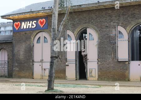 Der Londoner Zoo schloss im Januar 2021 bei der 3. Coronavirus-Sperre Stockfoto