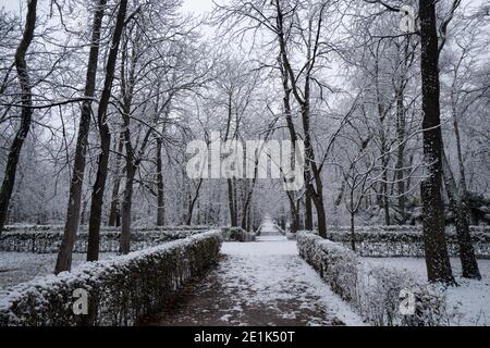 Madrid, Spanien - Januar 2021: Retiro Park in Madrid mit Schnee nach Filomena Sturm in der Stadt. Bäume und Pfad mit Schnee bedeckt. Stockfoto