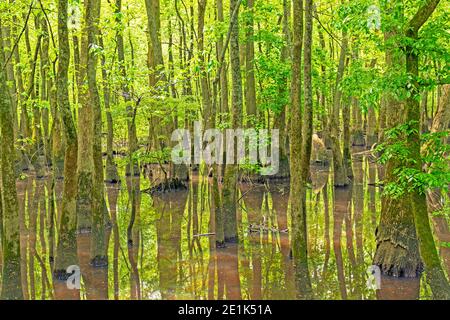 Tief in einem Cypress Swamp im Cache River State Naturgebiet in Illinois Stockfoto