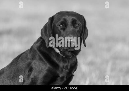 Nahaufnahme, Porträt einer niedlichen schwarzen Labrador sitzen in einem Feld Stockfoto