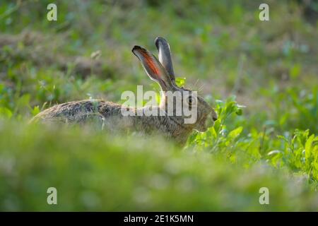 Europäischer Braunhase, Lepus europaeus, im Sommer Stockfoto