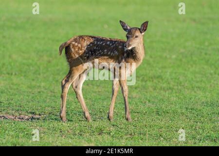 Rothirsch, Cervus elaphus, Rehkitz im Sommer Stockfoto