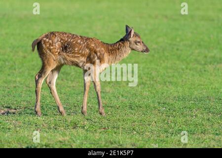 Rothirsch, Cervus elaphus, Rehkitz im Sommer Stockfoto