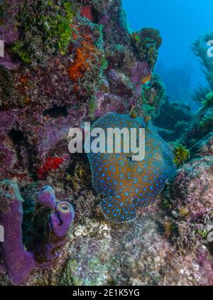 Pfau Flunder, Bothus Mancus, auch bekannt als der blumigen Butt, ist eine Art von Fisch in der Familie Bothidae Stockfoto