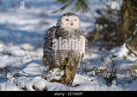 Schneeeule, Bubo scandiacus, im Winter Stockfoto