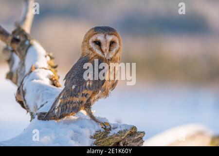 Scheune Eule, Tyto alba, im Winter Stockfoto
