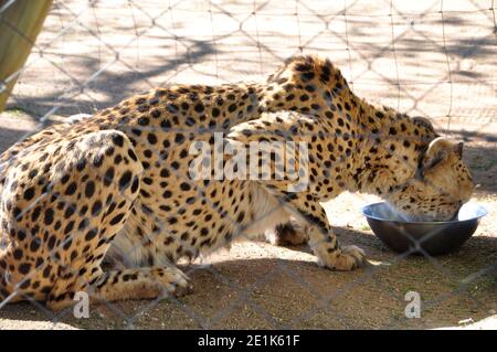 Fütterung einer erfassten Geparden in der cheetha Conservation Foundation CCF-Center in der Nähe von Otjiwarongo Stockfoto