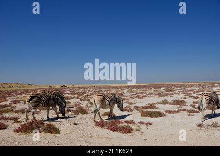 NAmibia ist ein Tier - Paradies: Zebras im Etosha Salinen in der Nähe von Halali in Namibia. Stockfoto