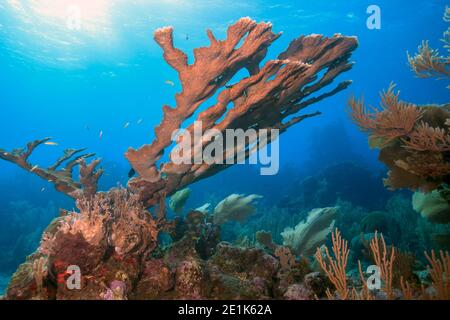 Elkhorn Koralle, Acropora palmata ist eine wichtige Riffbaukoralle in der Karibik. Stockfoto