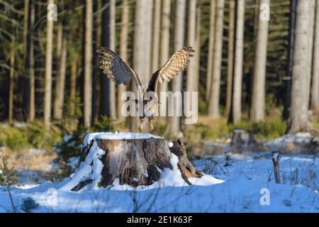 Adlereule, Bubo bubo, im Flug Stockfoto