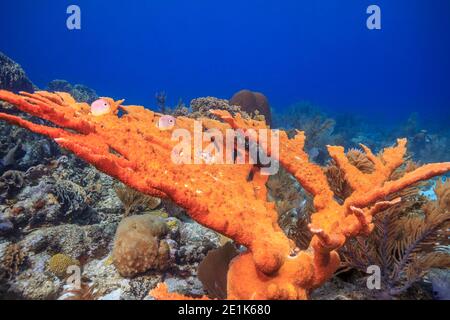 Elkhorn Koralle, Acropora palmata ist eine wichtige Riffbaukoralle in der Karibik. Stockfoto