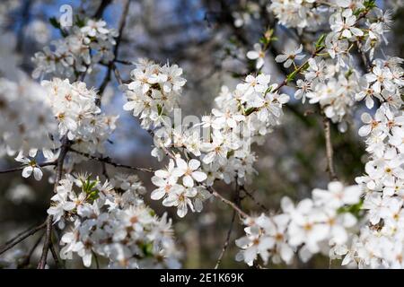 Feder Grenze Hintergrund mit Blume, close-up. Abstrakte Blumen Frühling Hintergrund. Blüten über verschwommenes Natur Hintergrund/Frühling Blumen/Feder Bac Stockfoto