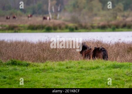 Drei Stare auf dem Rücken eines kastanienbraunen Wildpferdes. Von hinten gesehen. Teil des Pferdes, See im Hintergrund. Selektiver Fokus Stockfoto