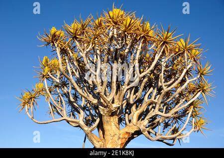 Endemische Köcher-Baum (Aloe dichotom, köcherbaum) Wald in der Nähe von Keetmanshoop in Namibia Stockfoto