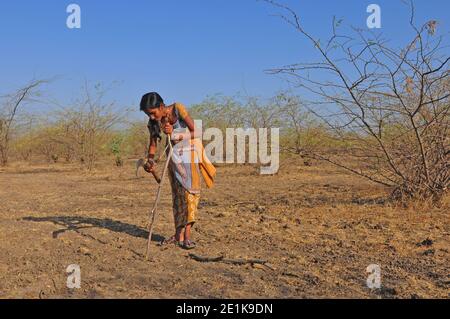 Harte Arbeit: Junge indische Mädchen schlagen Holz im Nationalpark Little Rann of Kutch, in der Salzsumpf-Landschaft im Bundesstaat Gujarat, Indien Stockfoto