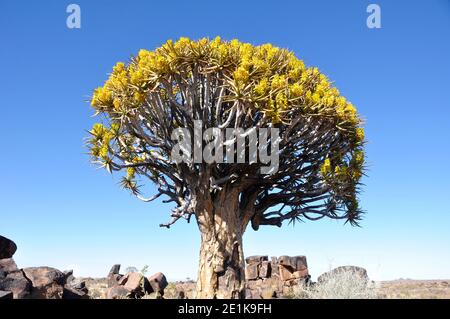 Endemische Köcher-Baum (Aloe dichotom, köcherbaum) Wald in Namibia Stockfoto
