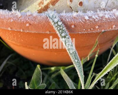 Nahaufnahme des morgendlichen Frosts auf dem Grashalme an einem kalten Wintertag Stockfoto