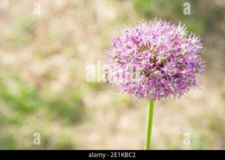 Biene auf einer violetten Allium Blume auf einem verschwommenen grünen Hintergrund mit Kopierraum. Stockfoto