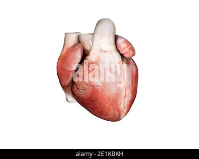 3d realistische Anatomie des menschlichen Herzens isoliert auf weiß, 3d Render Stockfoto