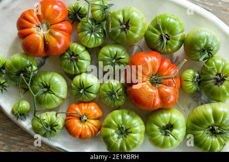 Auffällige rote und grüne Farben von selbst angebauten britischen Tomaten Frisch aus einer Weinrebe gezupft und auf ein porzellan gelegt Platte auf einem rustikalen Tisch in England Stockfoto