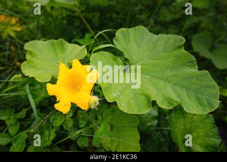 Schöne gelb - orange Blume blühenden Kürbis. Detail von Kürbis in Blüte in hausgemachtem Garten, umgeben von Blättern. Nahaufnahme. Ökologischer Landbau, Stockfoto