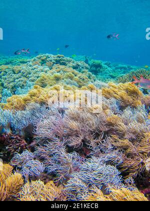 Schöne Unterwasser bunten Ständer aus weichen Korallen Spaghetti Finger Leder Koralle (Sinularia flexibilis) im Meerespark von Raja Ampat, West Papua Stockfoto