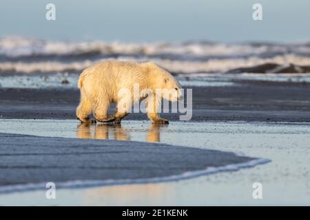 Eisbär (Ursus maritimus) im Polarkreis von Kaktovik, Alaska Stockfoto