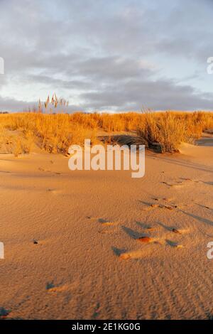 Hohe Dünen mit Dünengras und einem breiten Strand darunter Stockfoto