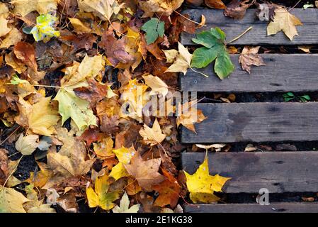 Bunte Hintergrund der Herbst Ahornbaum Blätter Hintergrund aus nächster Nähe. Stockfoto