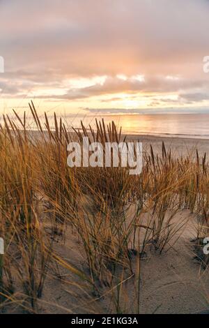 Hohe Dünen mit Dünengras und einem breiten Strand darunter Stockfoto