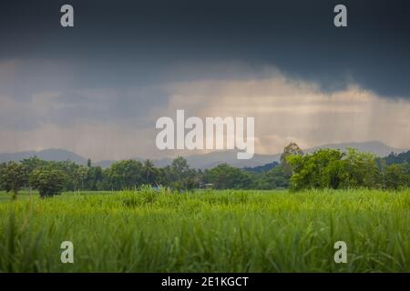 Regen über einem grünen Zuckerrohrfeld Stockfoto