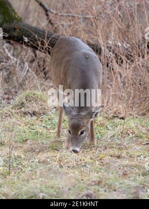 Weißschwanzhirsch steht im Wald Stockfoto